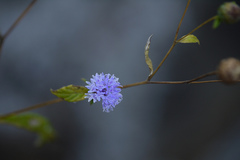 Lamprachaenium microcephalum